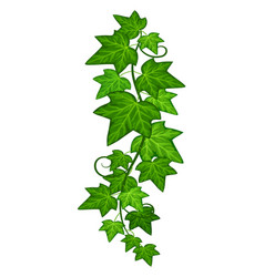 Hanging Ivy Vine Green Foliage Plant Branch