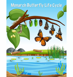 Scene With Monarch Butterfly Life Cycle