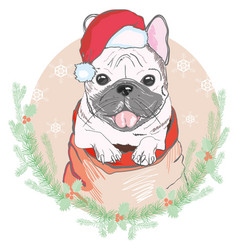 Portrait Of Cute French Bulldog In Red Christmas