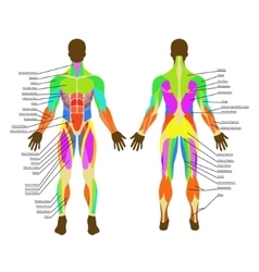 Human muscles the female body Royalty Free Vector Image