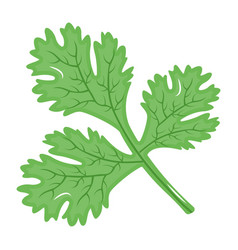 Coriander Leaves Parsley Ingredient Herb Orga