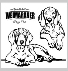 Weimaraner - Set Isolated