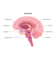 Serotonin Pathway In Brain