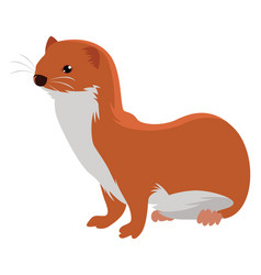 Little Weasel On White Background