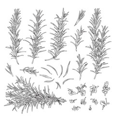 Rosemary Branches With Leaves And Flowers Set