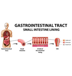 Diagram Showing Gastrointestinal Tract In Human