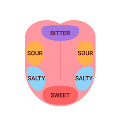 Anatomical Map Of Tongue With Parts Sense Taste