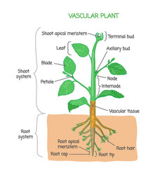 Vascular Plant Biological Structure Diagram