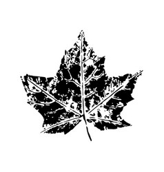 Black Imprint Of Maple Leaf