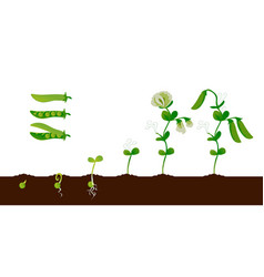 Diagram showing how plants grow from seed to beans