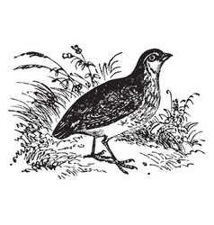 Common Quail Vintage