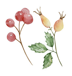 Thanksgiving Watercolor Elements Berries