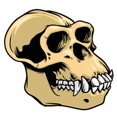 Ape Skull