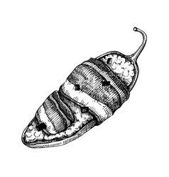 Stuffed Jalapeno Chili Pepper Sketches Hot Spices