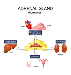 Adrenal Gland Hormones