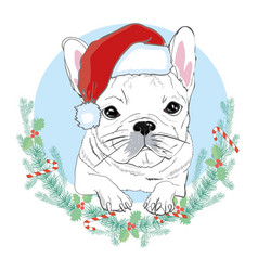 Portrait Of Cute French Bulldog In Red Christmas