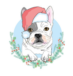 Portrait Of Cute French Bulldog In Red Christmas