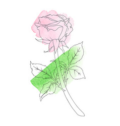 Rose In Line Art Style With Watercolor Stains