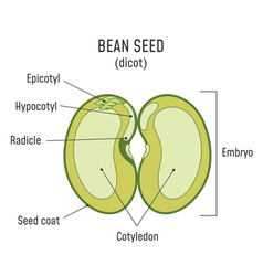 Bean Seed Structure Anatomy Grain Dicot Seed