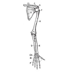 Bones Of The Shoulder And Upper Extremity - Front