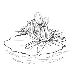 July Birth Flower Water Lily Tattoo