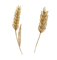 Thanksgiving Watercolor Elements Wheat Spikelets