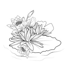 Birth Flower Tattoo Water Lily Larkspur July Birt