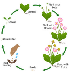 A Growth Cycle Of Daisy Plant