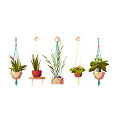 House Plants In Hanging Pots In Macrame Hangers