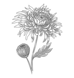 Japanese Chrysanthemum Flower