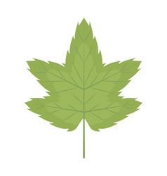 Green Maple Leaf