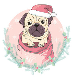 Portrait Of Cute French Bulldog In Red Christmas