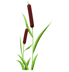 Reed Water Grass Plant Icon Isolated