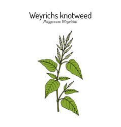 Weyrichs Or Chinese Knotweed Polygonum Weyrichii