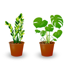 Ficus And Monstera Plant In Pot Isolated On White