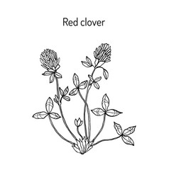 Red Clover Or Trifolium Pratense