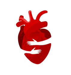 Medical Concept A Red Heart Organ In An Embrace