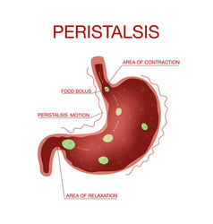 Digestion And Peristalsis Gastrointestinal