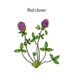 Red Clover Or Trifolium Pratense