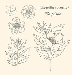 Tea Plant Camellia Sinensis 2