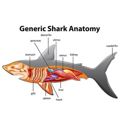 Generic Shark Anatomy Chart