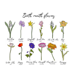 Set Of Birth Month Flowers Colored Line Art