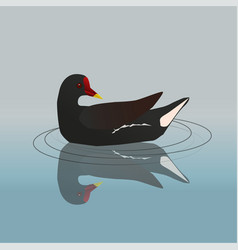 Common Moorhen