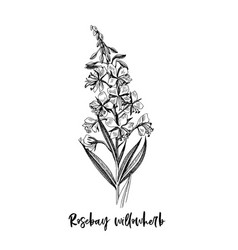 Branch Rosebay Willowherb Medicinal Herb