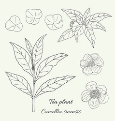 Tea Plant Camellia Sinensis 3