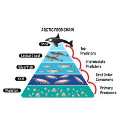 Arctic food chain pyramid Royalty Free Vector Image