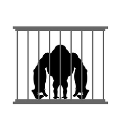 Gorilla In Cage Animal In Zoo Behind Bars Big