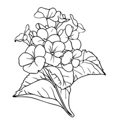 Easy Primrose Flower Drawing Wall Printed Lineart