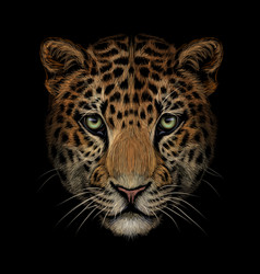 Color Portrait Jaguar Looking Forward On A Blac