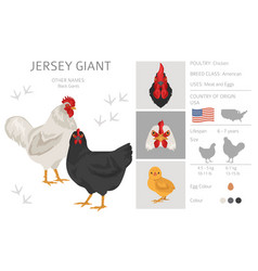 Jersey Giant Chicken Breeds Clipart Poultry